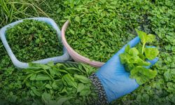 Hakkari kırsalında yılın ilk pancarları toplandı