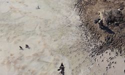 Kaçak avcılar doğa koruma ekiplerine ateş açtı,