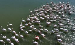 Allı turnalar yıllar sonra geri döndü