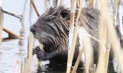 Su maymunu beslenirken görüntülendi