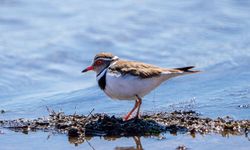 Türkiye’de ilk kez “Takkeli Cılıbıt” görüldü