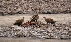 Hakkari’de beslenen akbabalar görüntülendi