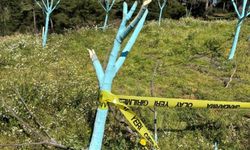 700 incir ve zeytin ağacı kesildi