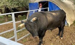 Boğanın saldırdığı sahibi yaralandı