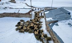 Van'da küçükbaş hayvancılık devlet desteğiyle artıyor