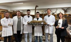 Doldurulmuş hayvan koleksiyonu, müzede korunuyor