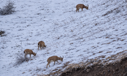 Hakkari kent girişinde dağ keçileri görüntülendi