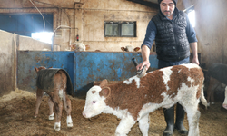 Destekle ahır kurdu, 140 büyükbaş yetiştiriyor