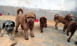 Edirne'de operasyonla 88 köpek kurtarıldı