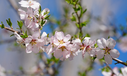 Hakkari Derecik’te doğa şöleni: Çiçekler, dağlar ve şelaleler