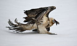 Van’daki merkez yaralı kuşlara umut oluyor