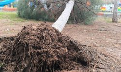 Yollar suyla doldu, ağaçlar devrildi