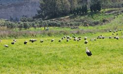 Göç yolculuğunda leyleklerin görsel şöleni
