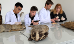 Doğada ölü bulunan hayvanlar üzerinde genetik inceleme