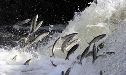 Deliçay’da su yükseldi, inci kefali göçü hareketlendi