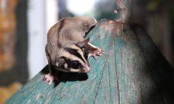 Kaçak bakılan 33 uçan sincap kurtarıldı