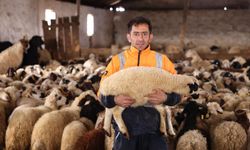 Kars’ta koyun kırkım sezonu başladı