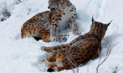 Kar üstündeki vaşaklar görüntülendi