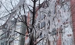 Kars’ta ağaç dalları buzla kaplandı