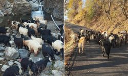 Durankaya’da 42 keçi satışa çıkartıldı
