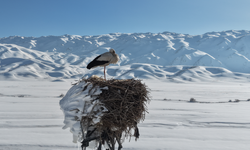 Karla kaplı ovada leylek yuvası görüntülendi