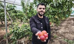 Kilosu 500 TL’den alıcı buluyor