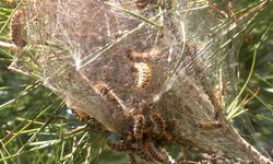 Çam kese tırtılı için kritik uyarı