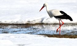 Baharın müjdecisi leylekler Kars'a geldi