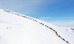 Ağrı’da sürülerin tek sıra beslenme yolculuğu