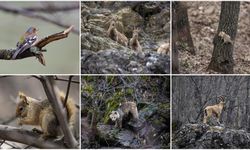 Doğal yaşamın kalbi Munzur Vadisi