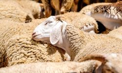 Küçükbaş hayvancılıkta destek süreci başlıyor