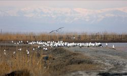 Ağrı Dağı eteklerine göçmen kuşlar gelmeye başladı