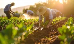 Üre ithalatında gümrük vergisi sıfırlandı