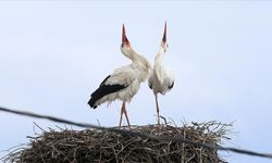 Köyün misafiri leylekler 44 yıldır aynı yerde