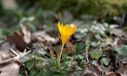 Bahar renkleri Istranca ormanlarını süsledi