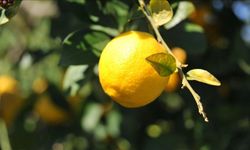 Limonda gümrük vergisi yeniden düzenlendi