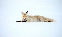 Kızıl tilkiler avlanırken görüntülendi