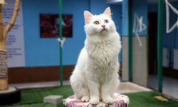 Van Kedi Villası'nın, yeni üyeleri için hazırlıklar başladı