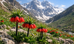 Hakkari’de ters lale koparanlara ağır ceza