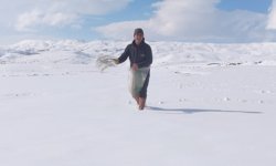 Hakkari’de karla kaplı tarlaya yonca ekti