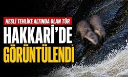 Nesli tehlike altında olan tür Hakkari’de görüntülendi