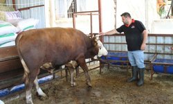 1 tonluk kurbanlık 450 bin liraya satışta