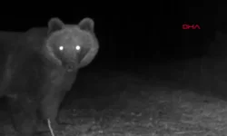Karabük- Bozayılar fotokapanla görüntülendi