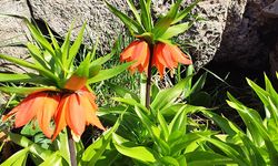 Hakkari’de endemik ters laleler için sıkı denetim