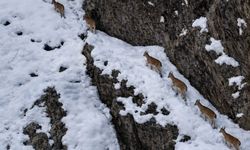 Sümbül Dağı’nda dağ keçileri görüntülendi