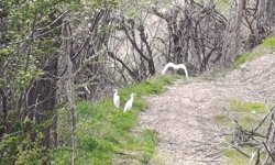 Bu kuş türü Hakkari’de ilk defa görüldü