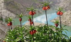 Şırnak’ta ters laleler doğayı renklendirdi