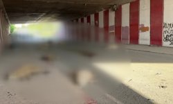 Hatay'da otomobilin çarptığı 17 koyun telef oldu