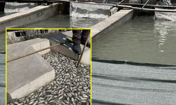 Hakkari’de tesis suyu kirlenince balıklar telef oldu