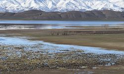 Hakkari'deki Nehil Sazlığı'nda su seviyesi yükseldi